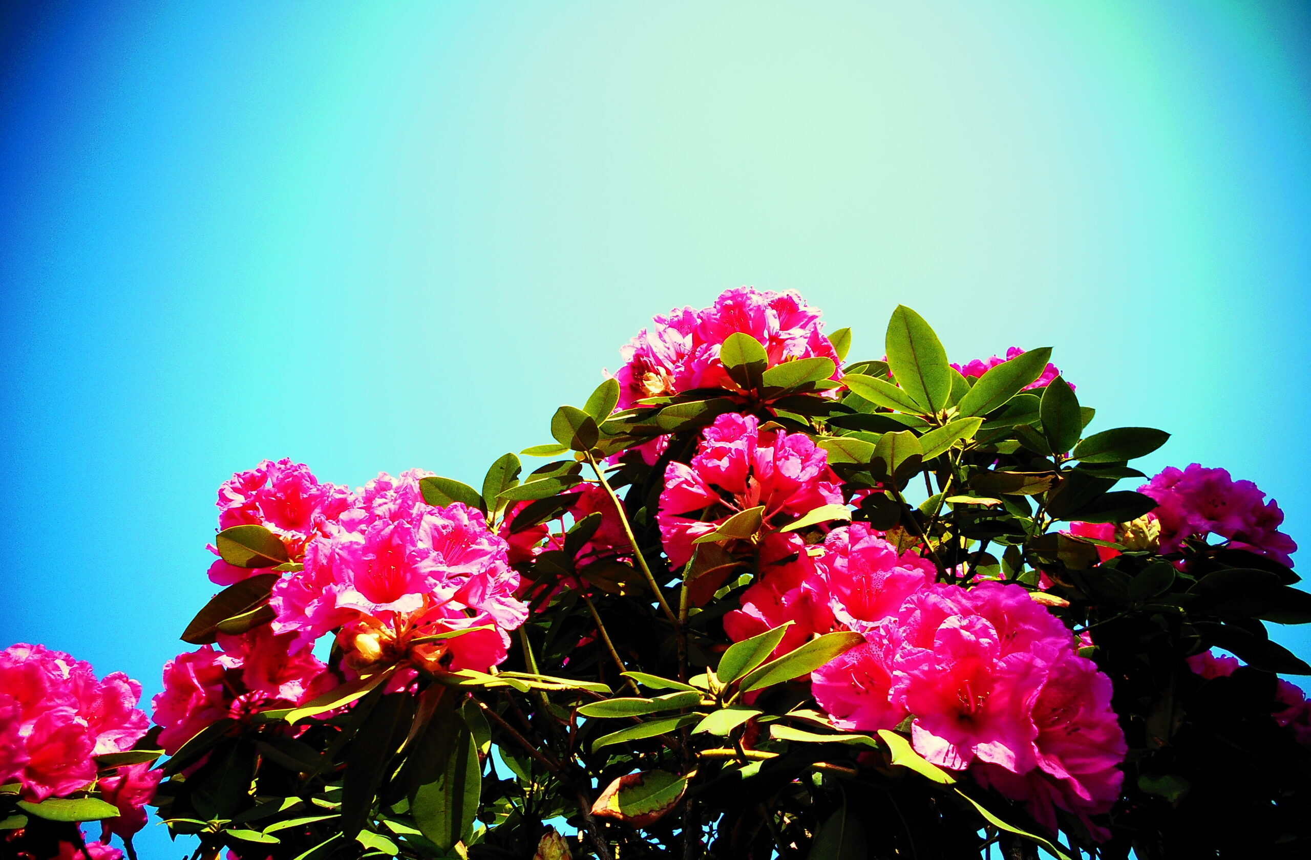 はりきゅう整骨院八正堂の庭のシャクナゲの花