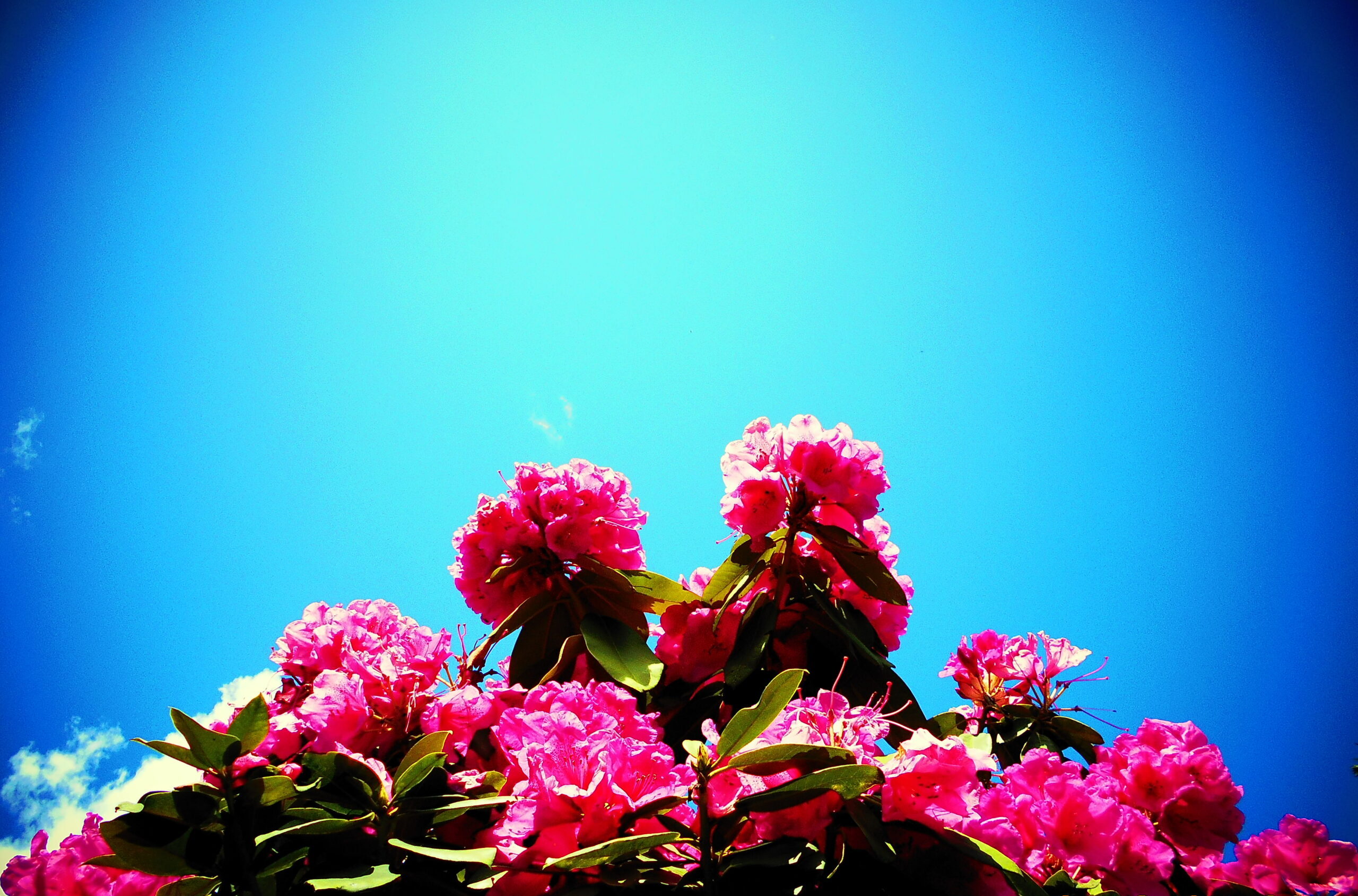 はりきゅう整骨院八正堂の庭のシャクナゲの花